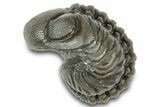 Wide, Enrolled Austerops Trilobite - Morocco #323213-1